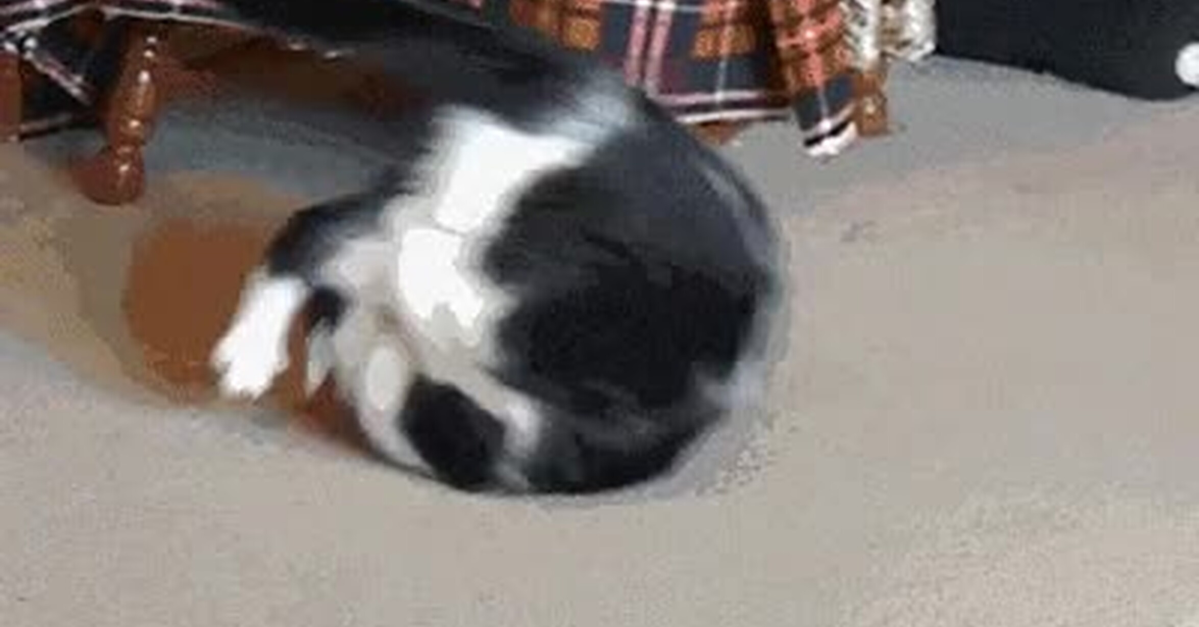 поп кот мем оригинал. кот делает кувырок. Pop cat мем.