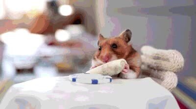 Enlace a Los hamsters cuando comen son los animales más adorables del mundo