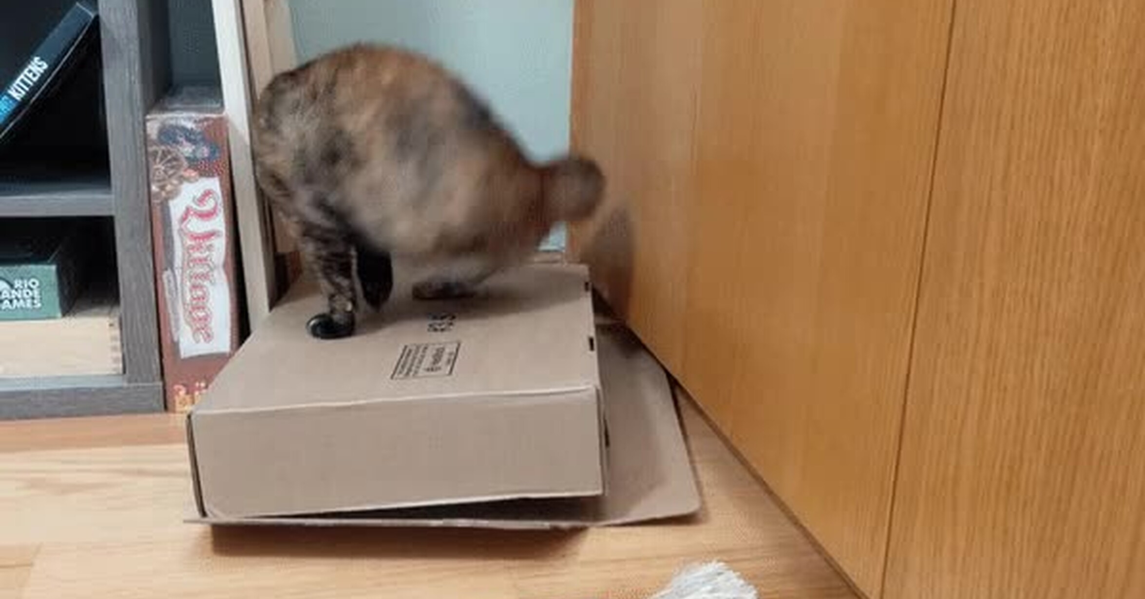 Vaya Para hacer feliz a un gato solo tienes que darle una caja