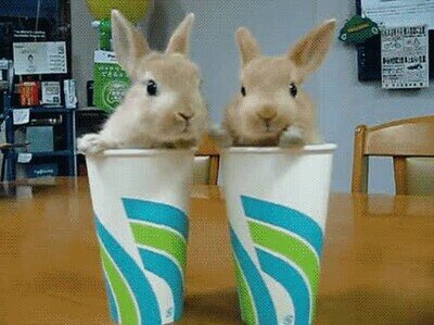 Enlace a Lo más adorable que verás en todo el día