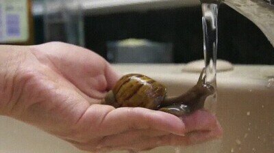 Enlace a El agua es vida y los caracoles lo saben