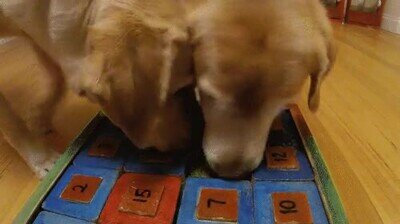 perro,resolver,juego