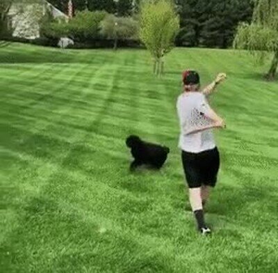 Queda demostrado que este perro es listísimo