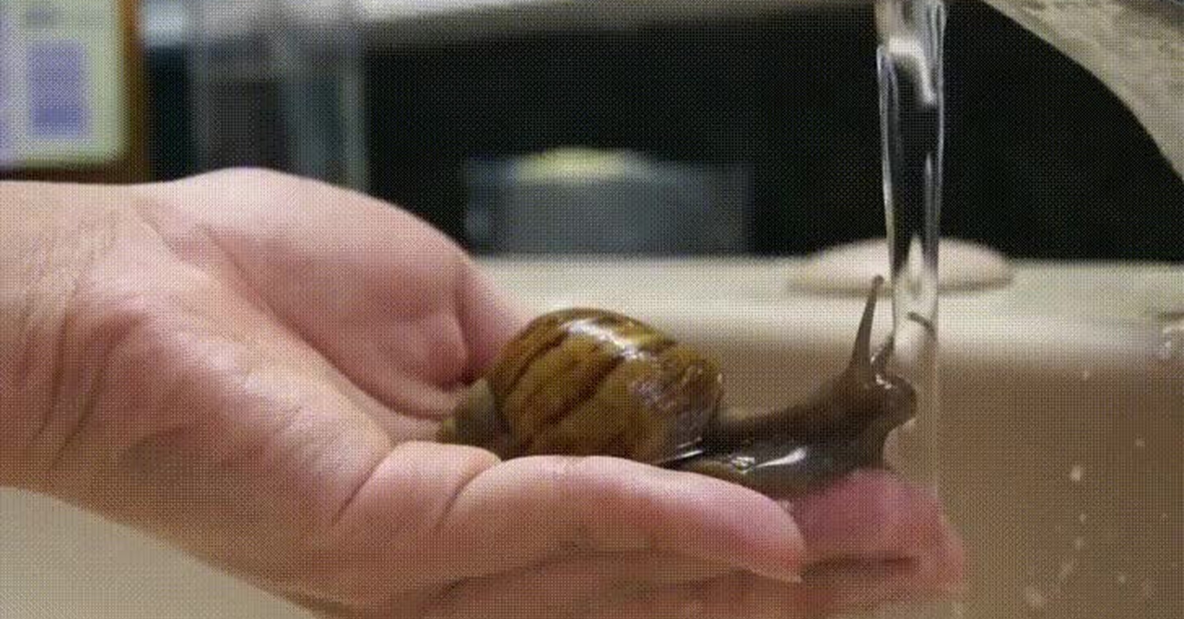 ¡Vaya GIF! / Para este simpático caracol ha llegado la hora del baño