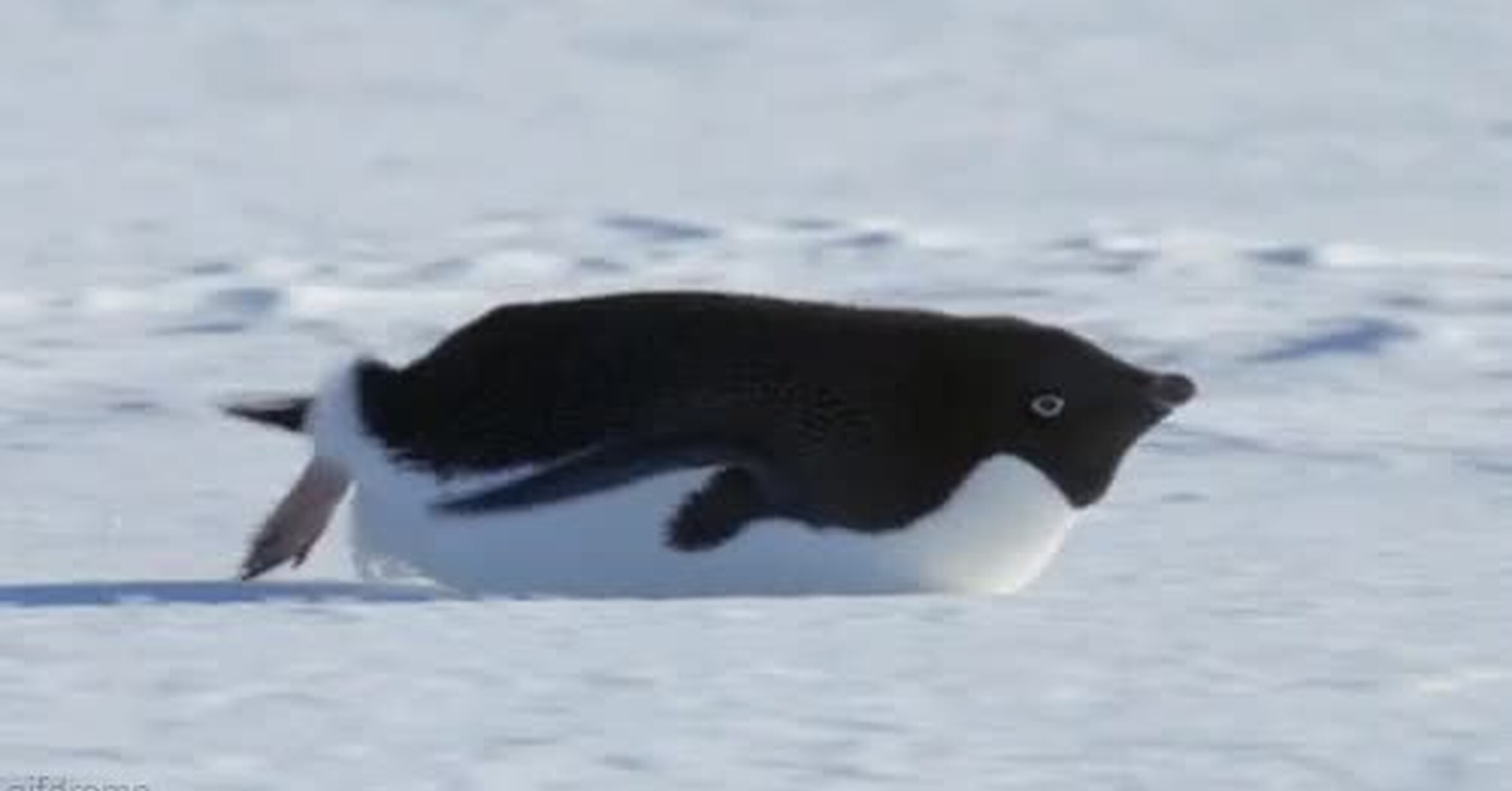 ¡Vaya GIF! / Un pingüino deslizándose por la nieve