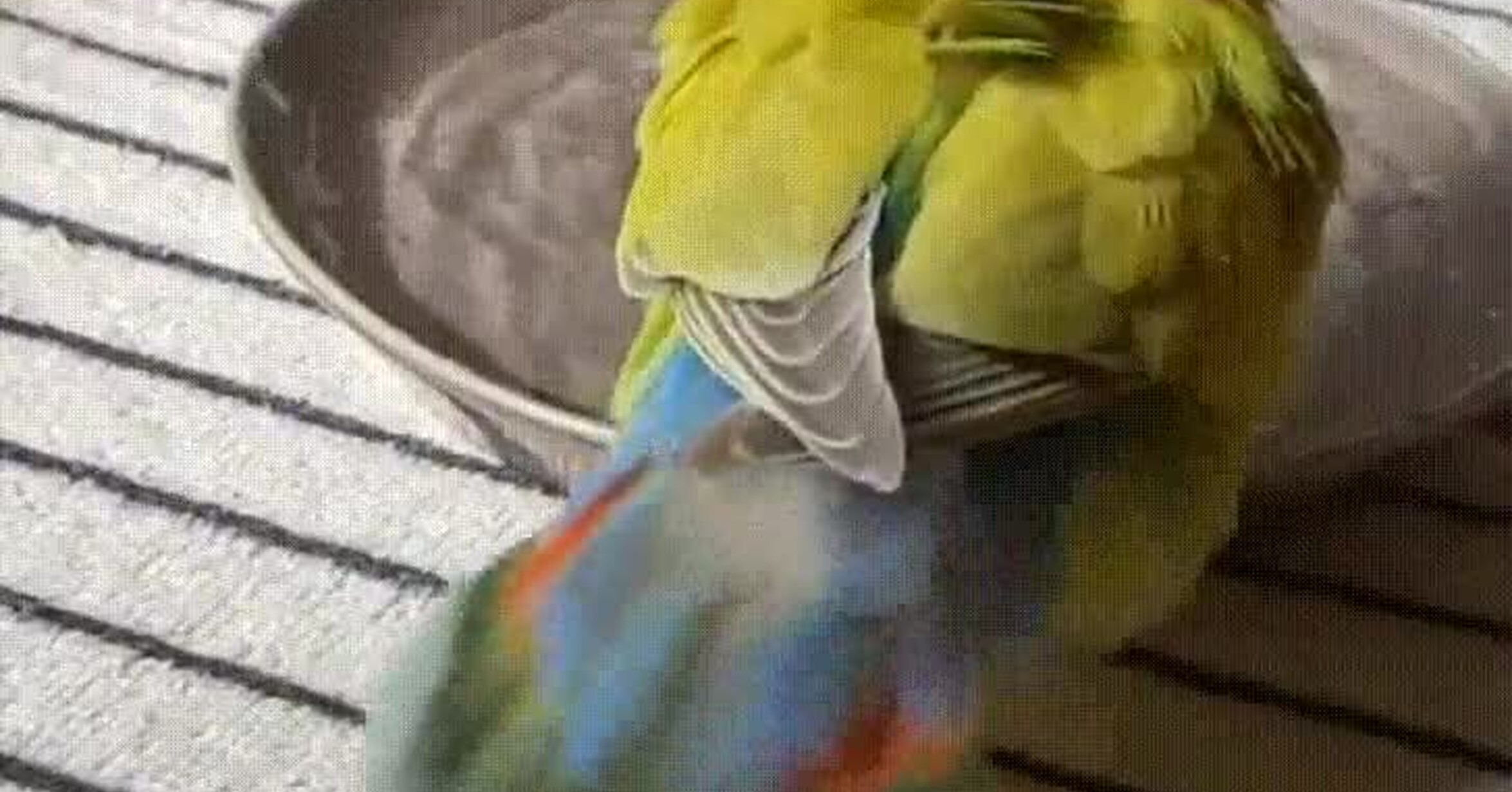 ¡Vaya GIF! / El movimiento de su cola es hipnotizante