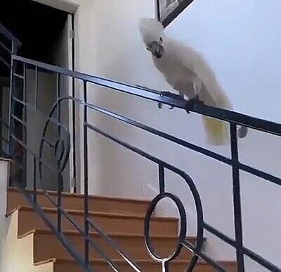 pajaro,barandilla,casa