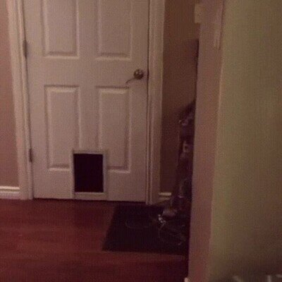 Enlace a Un gato que abre la puerta solo para demostrar que puede hacerlo