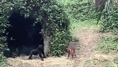 Enlace a Un bebé gorila intentando hacer nuevos amigos 