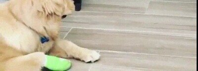 Es adorable cómo planea su ataque y lo lleva a cabo