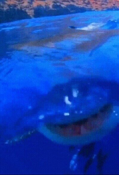 Los terrorífico que puedes ver cuando estás nadando