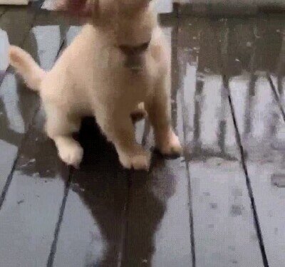 Enlace a Un cachorro intentando atrapar las gotas de lluvia
