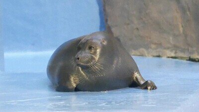 Enlace a La foca más adorable que verás nunca