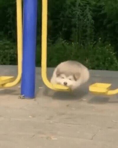 Cuando te llevan al parque a jugar pero no tienes amigos ni hermanos amigos,hermanos,jugar,parque,perro