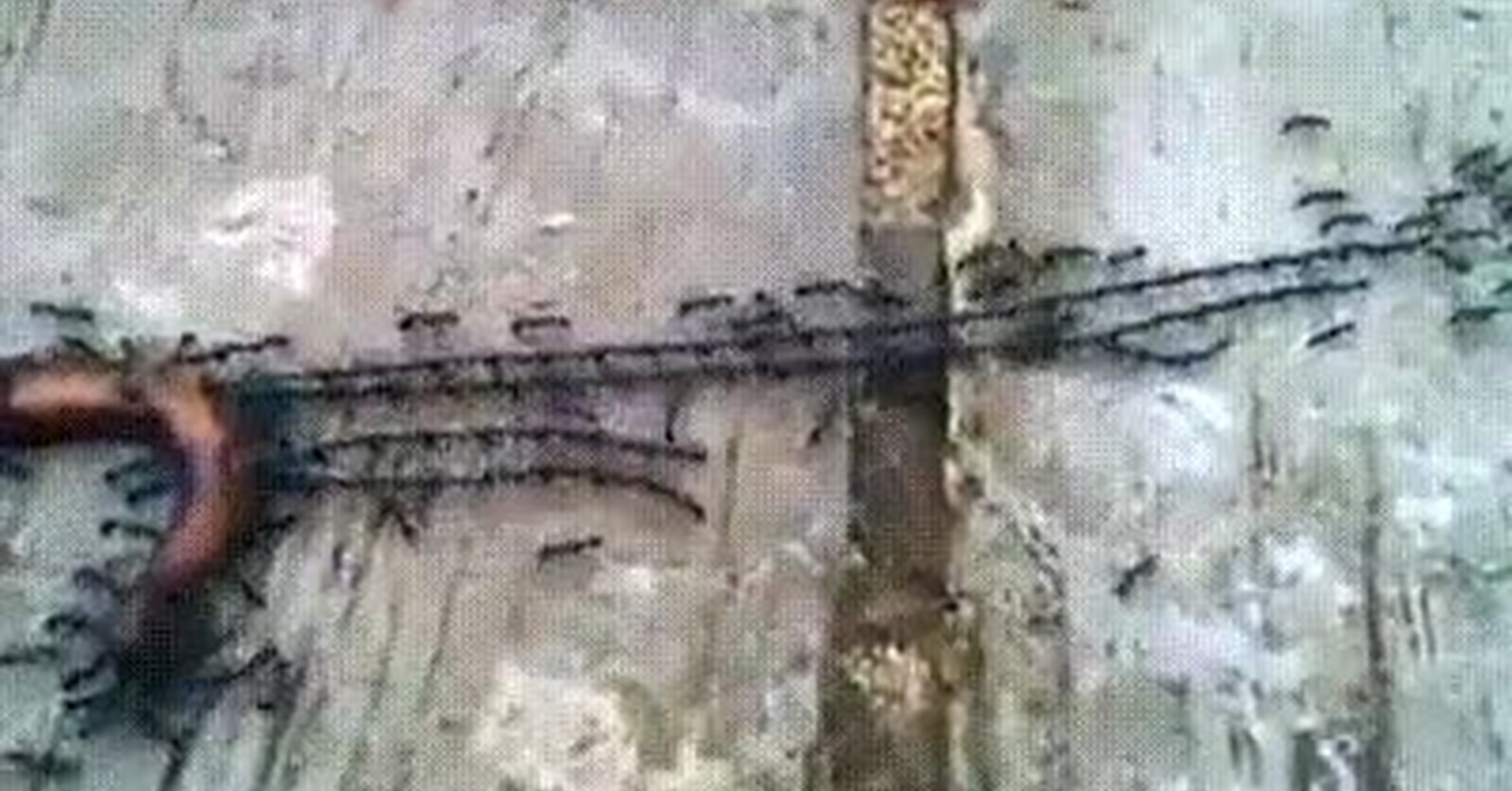 ¡Vaya GIF! / Así es cómo las hormigas trabajan en equipo para llevar a