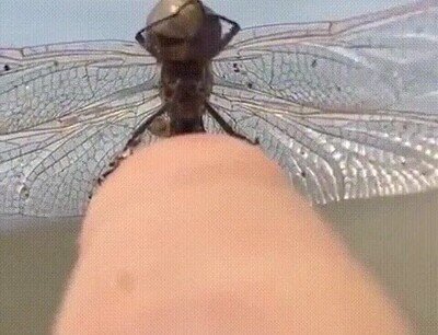 Enlace a Una libélula intentando comunicarse con un humano