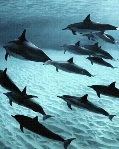 Enlace a Mi sueño es bailar entre una familia de delfines en Hawaii