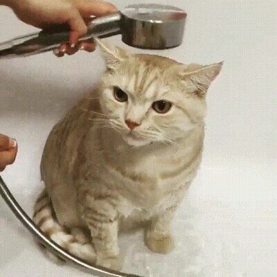 Enlace a Gatos que disfrutan de la hora del baño