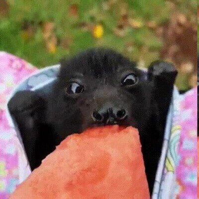 Enlace a Un murciélago disfrutando de un día de picnic