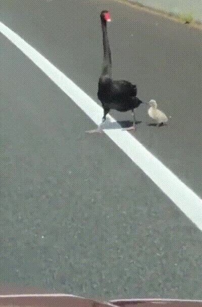Enlace a Ayudando a un cisne y su hijo a cruzar la carretera