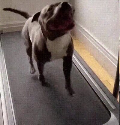 Enlace a El perro más feliz del mundo sobre una cinta de correr