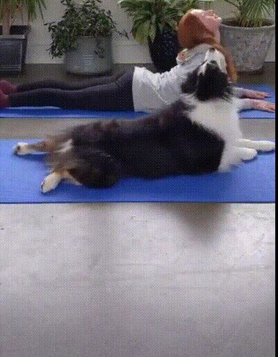 Enlace a Un perro haciendo yoga con su humana