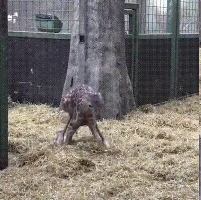 Enlace a Una jirafa recién nacida dando sus primeros pasos