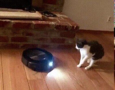 Enlace a Gato vs. Roomba