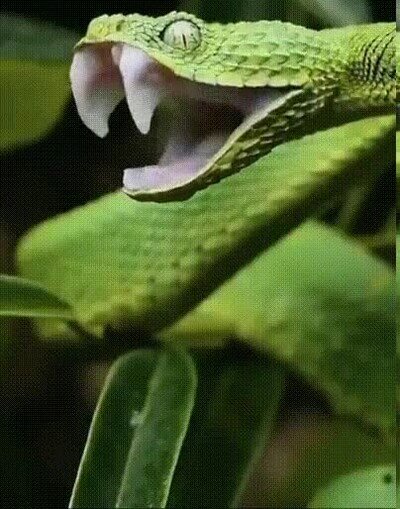 Enlace a Da un montón de miedo cuando ves bostezar a una serpiente