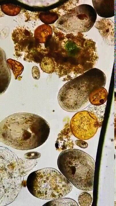 Enlace a Asi se ve una gota de agua del mar en el microscopio