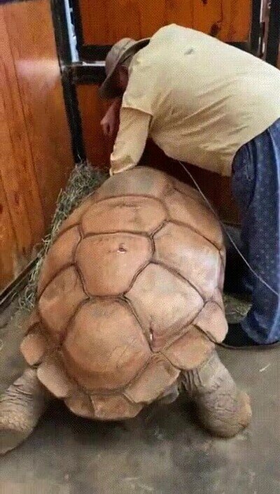 Enlace a Su mejor amiga es una tortuga que tiene 200 años