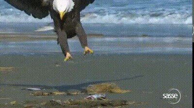 Enlace a Un águila aterrizando a cámara lenta