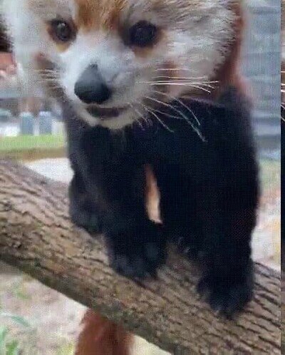 Enlace a Un panda rojo adorable para alegrarte el día