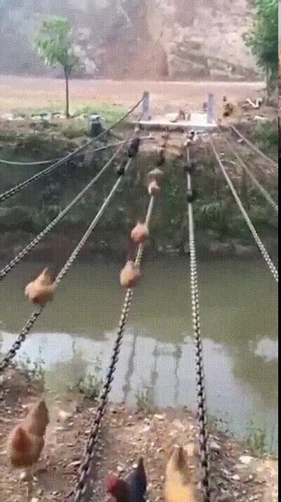 Enlace a Un puente creado para que las gallinas puedan cruzar el río