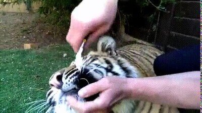 Enlace a La reacción de un tigre cuando tiene que ir al dentista