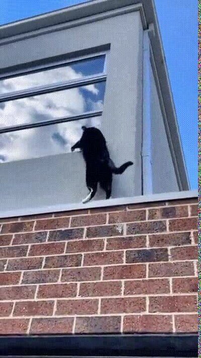 Enlace a Un gato ninja siempre sabe lo que hace