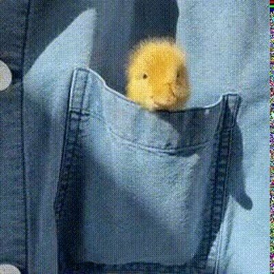 Enlace a Lo más adorable que verás en todo el día