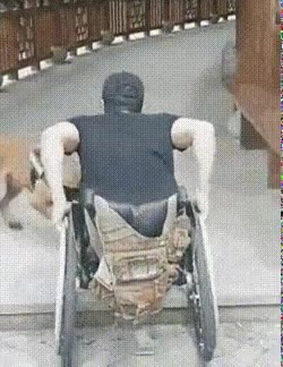 Enlace a Un perro ayudando a un hombre en silla de ruedas