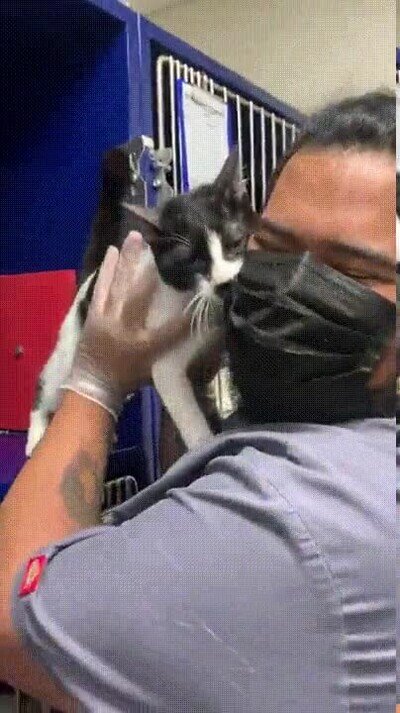 Enlace a Adoptando a un pobre gatito