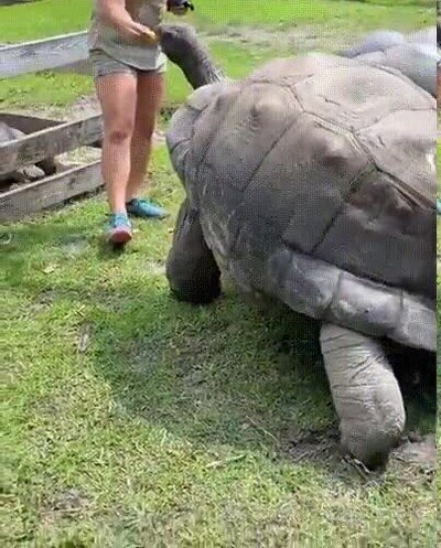 Enlace a El tamaño de estas tortugas no deja de sorprenderme