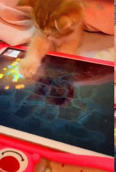Enlace a Un gato gamer jugando en una tablet