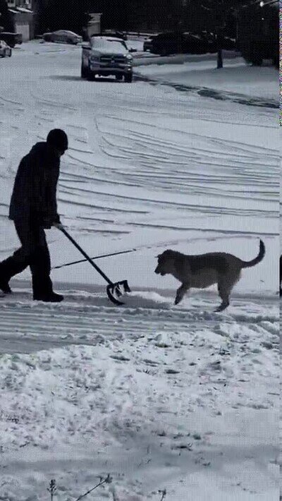Enlace a El primer día de un perro jugando en la nieve