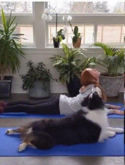Enlace a El mejor compañero para hacer yoga