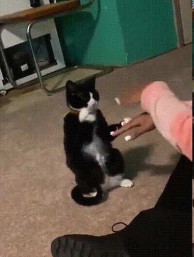 Enlace a Un gato aprendiendo a jugar al juego de las manos