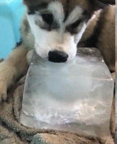 Enlace a Le encanta jugar con el hielo