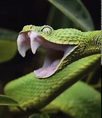 Enlace a ¿Alguna vez habías visto a una serpiente bostezar?
