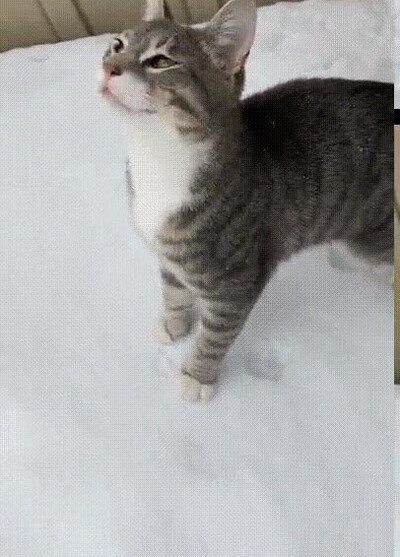 Enlace a Un gato y su primer día de nieve
