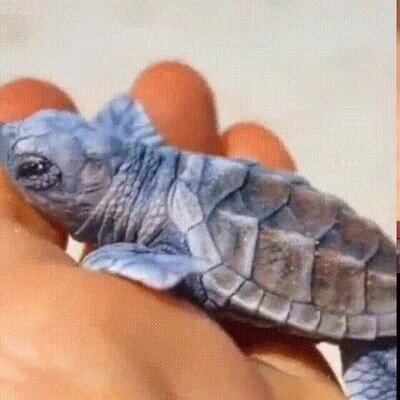 Enlace a Rescatando a una tortuga recién nacida