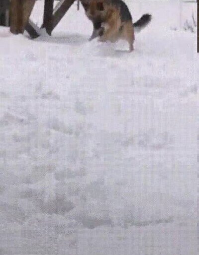 Enlace a A este perro le encanta hacer bolas de nieve