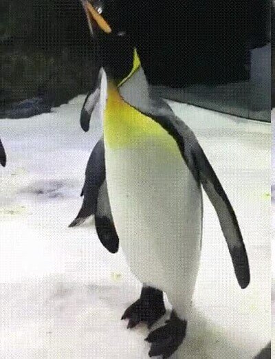 Enlace a Pingüinos jugando con burbujas